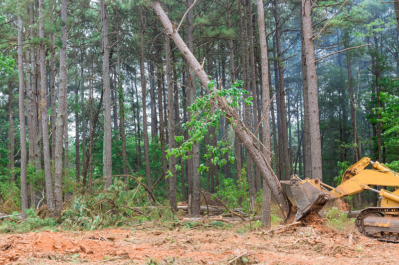 为建设住宅而净化的土地被树木和森林砍伐连根拔起
