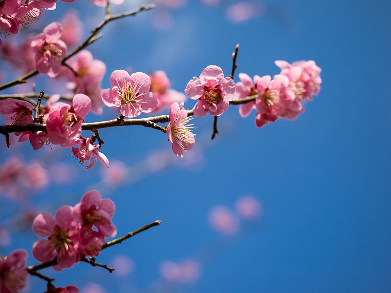 日本梅花