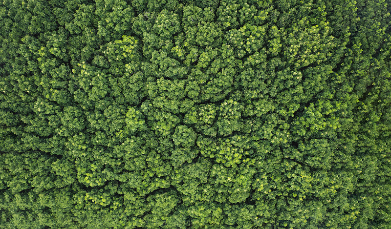 秋色鸟瞰森林树木，雨林生态系统和健康环境的概念和背景