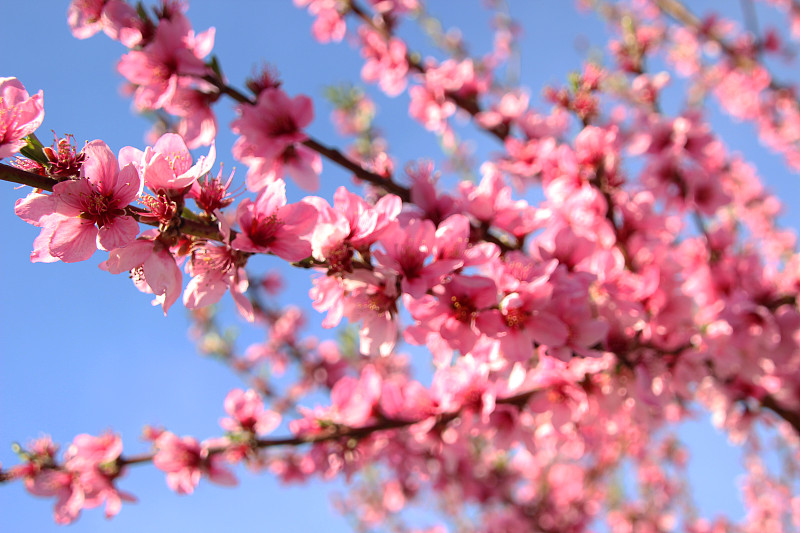 西班牙的桃花