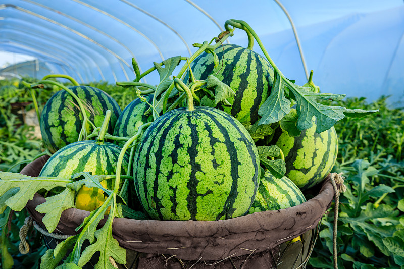 新鲜的西瓜水果刚刚采摘在西瓜田