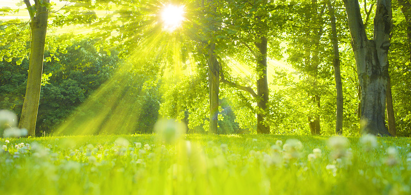 森林的阳光