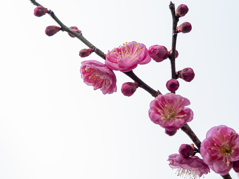 粉色的梅花盛开