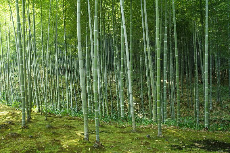 日本京都的竹林