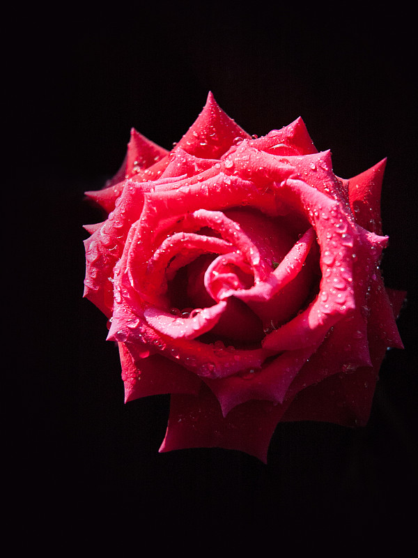 一个红色玫瑰的特写