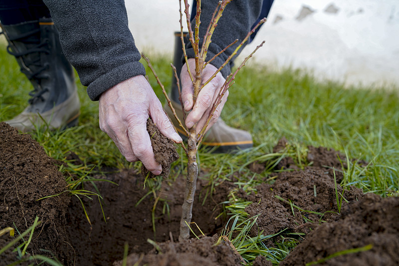 一个成熟的男人在后院种了一棵树