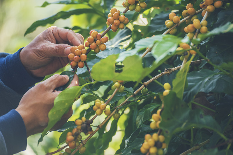 曼手收获咖啡豆成熟红莓种植新鲜种子咖啡树生长在绿色生态有机农场。近手收获红熟咖啡种子罗布斯塔·阿拉比卡浆果收获咖啡农场