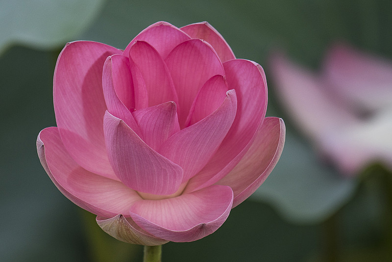 粉红色的荷花或水仙花在湖中开花和叶