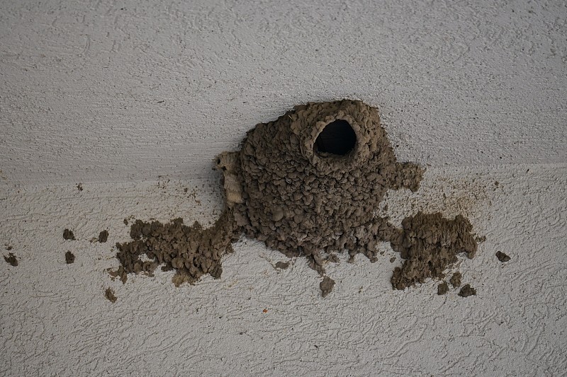 泥鸟在砖房顶上筑巢