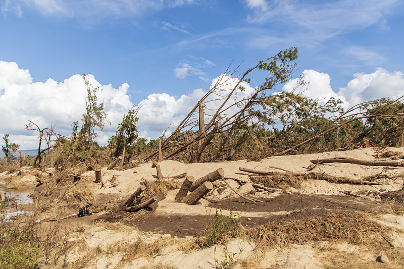 澳大利亚新南威尔士州霍克斯伯里地区尼潘恩河上Yarramundi保护区被洪水破坏的树木照片。