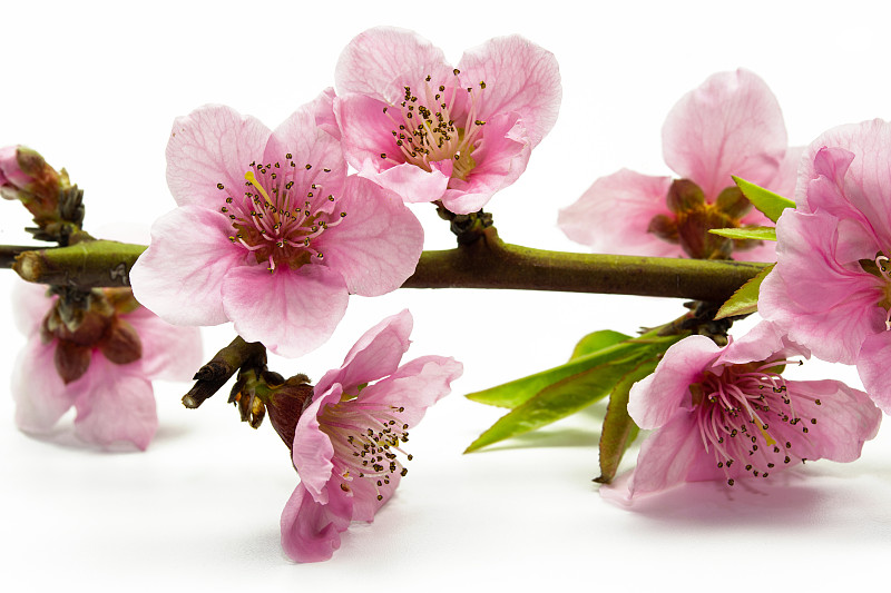 新鲜的桃花树在白色的背景