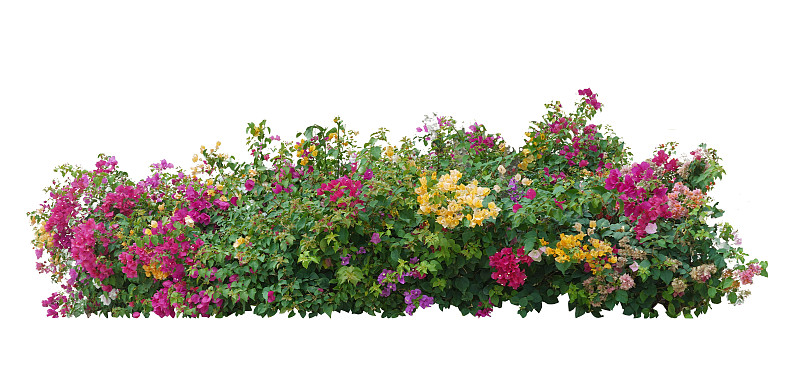 紫色、黄色、白色的大灌木花，九重葛属。