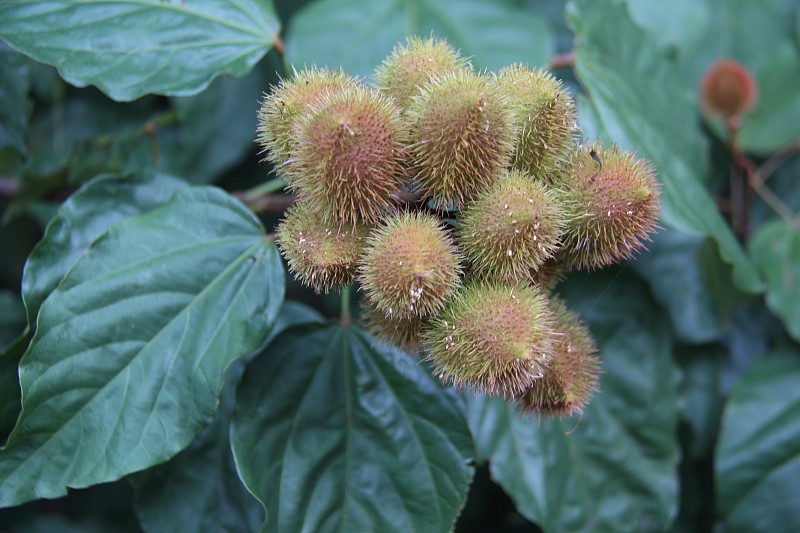 红木(乌鲁库姆)的果实。它的名字在图皮语中是红色的意思，被巴西土著居民用作绘画、防晒霜和驱蚊剂、香料和一般用途的染料