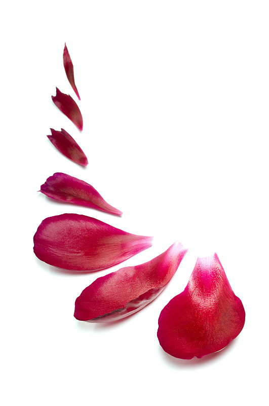 红色的花瓣背景。