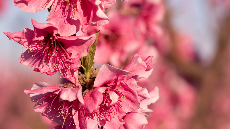 桃花特写