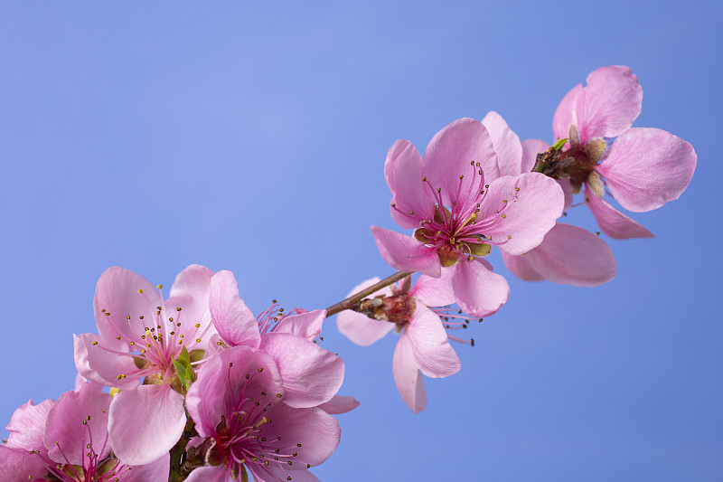 在模糊的背景下，盛开的春天桃树的树枝