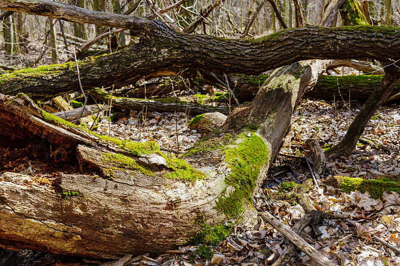 春天的森林景观，倒下的树长满了苔藓