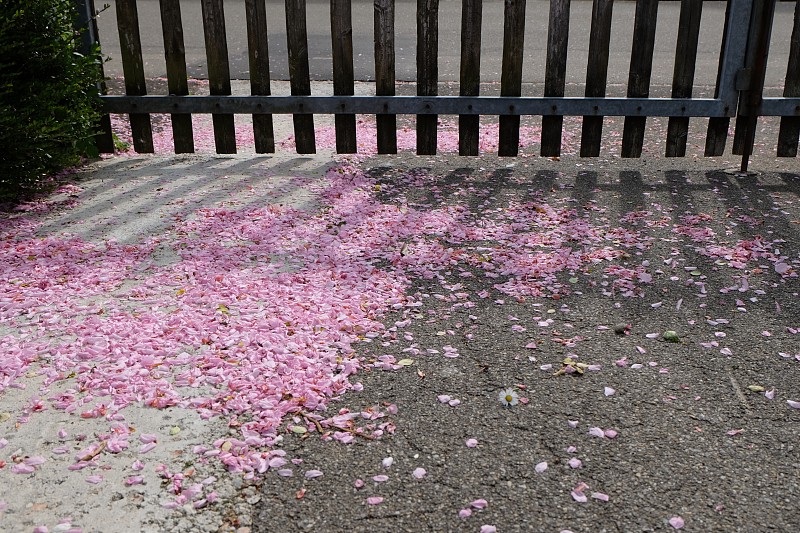 粉红色的樱花花瓣飘落在地上。