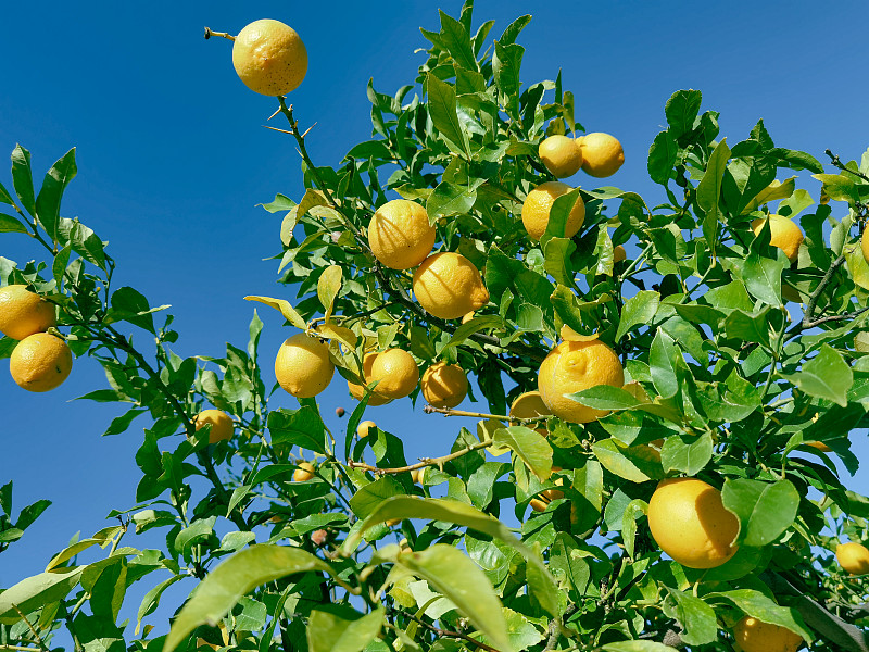 柠檬树上的柠檬黄色成熟的绿色叶子天空背景在希腊惹市
