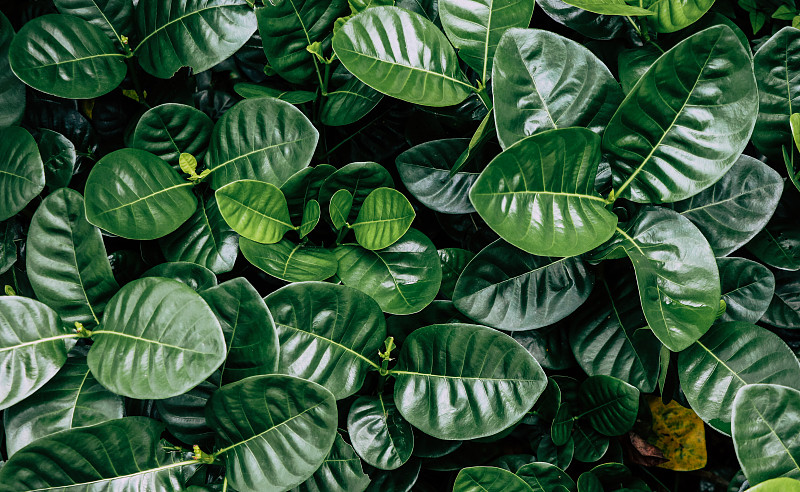 深色树叶在自然背景中的纹理