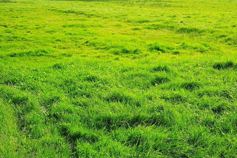 绿草