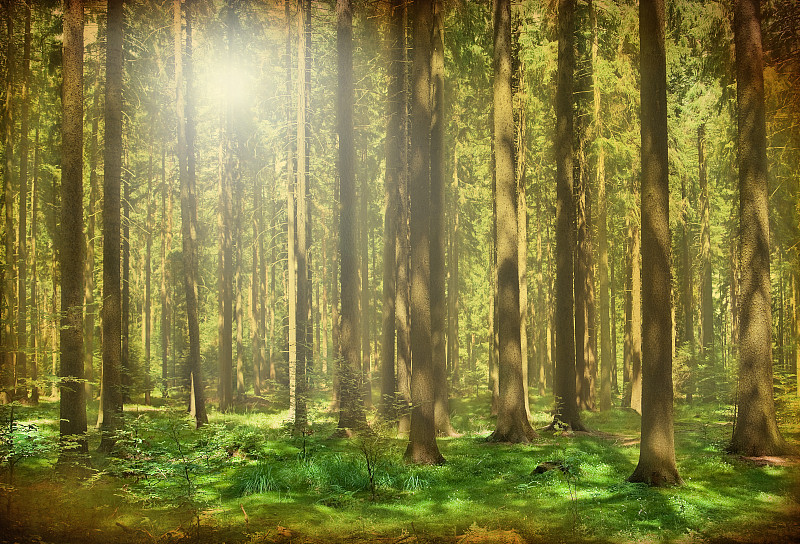 古树在森林-色调的形象