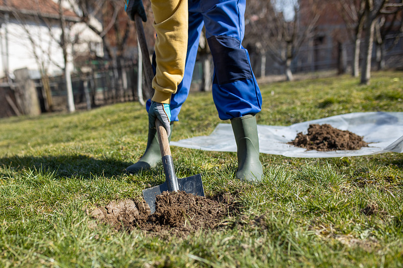 一个年轻人在他的院子里用铁锹挖了一个洞来种一棵梨树。