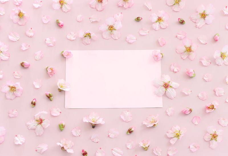 春天白色樱花的形象树和空纸在粉红色的粉彩背景