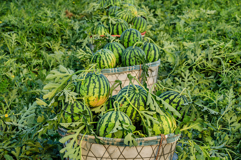 新鲜的西瓜水果刚刚采摘在西瓜田