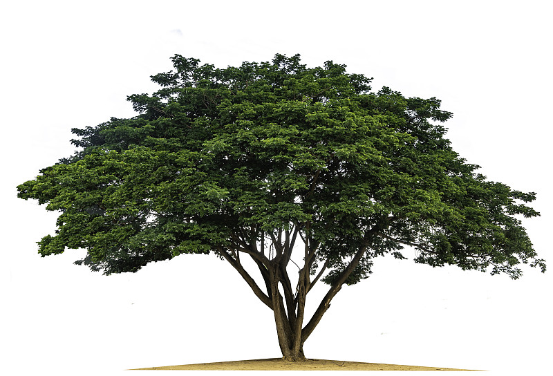 Samanea saman树孤立在白色(Samanea saman (Jacg.))稳定。