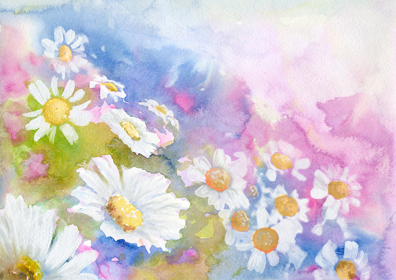 洋甘菊草地，水彩背景