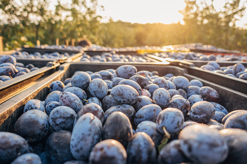 箱子里的新鲜李子