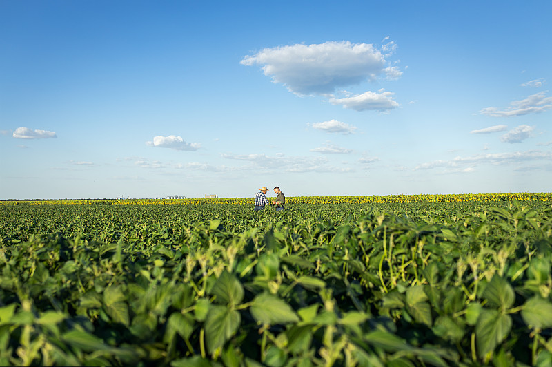 两个农民在田地里检查大豆作物。