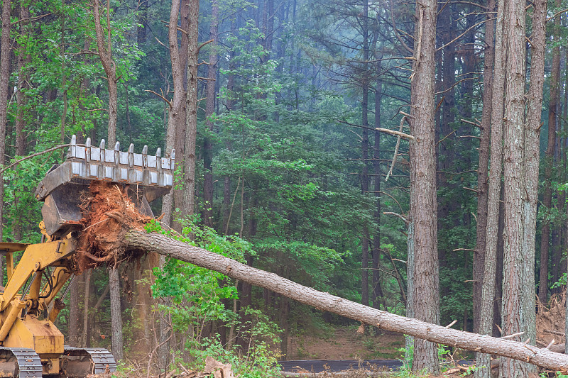 在住宅小区中，在房屋建设用地净化过程中，树根被连根拔起，森林被砍伐。