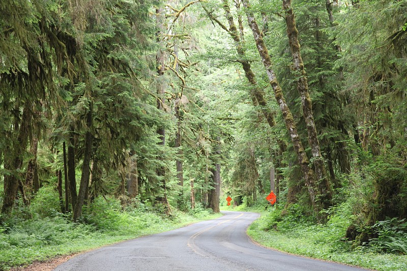 奥林匹克国家公园在常青州