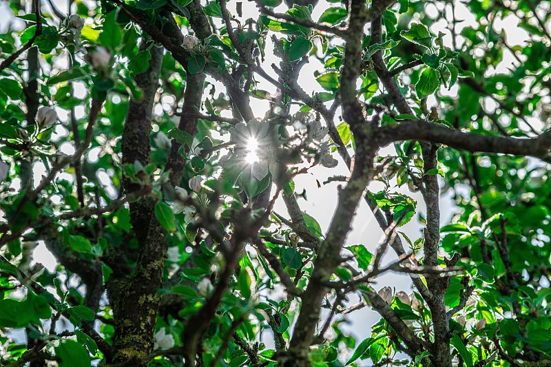 阳光普照的树，有充满活力的树冠，被温暖的阳光照亮