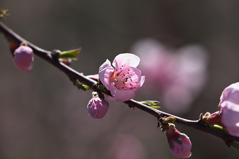 阳光灿烂的花瓣;桃花