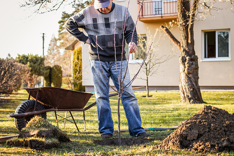 老人在后院种果树