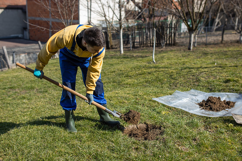 一个年轻人在他的院子里用铁锹挖了一个洞来种一棵梨树。