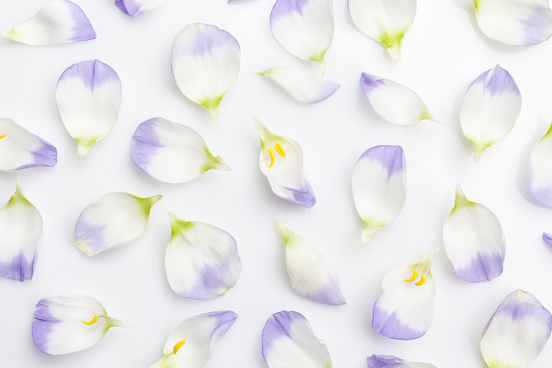 白色和紫色的花瓣从上到下都是白色的