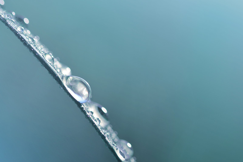 草上透明的水珠特写。