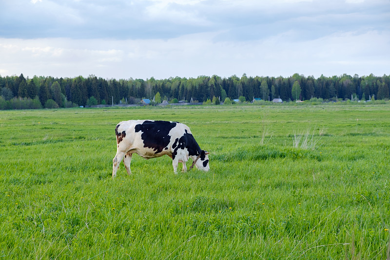 牧场上的奶牛。黑白相间的奶牛在郁郁葱葱的草地上吃草。俄罗斯的奶牛场。