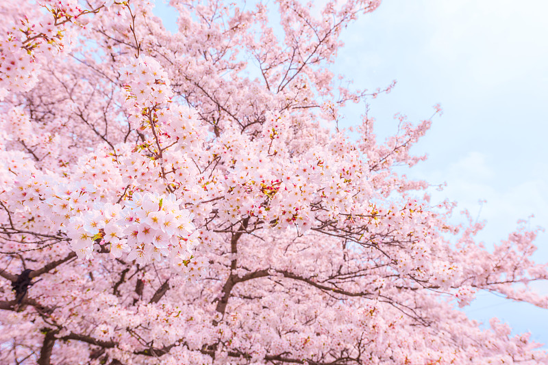 日本樱花树