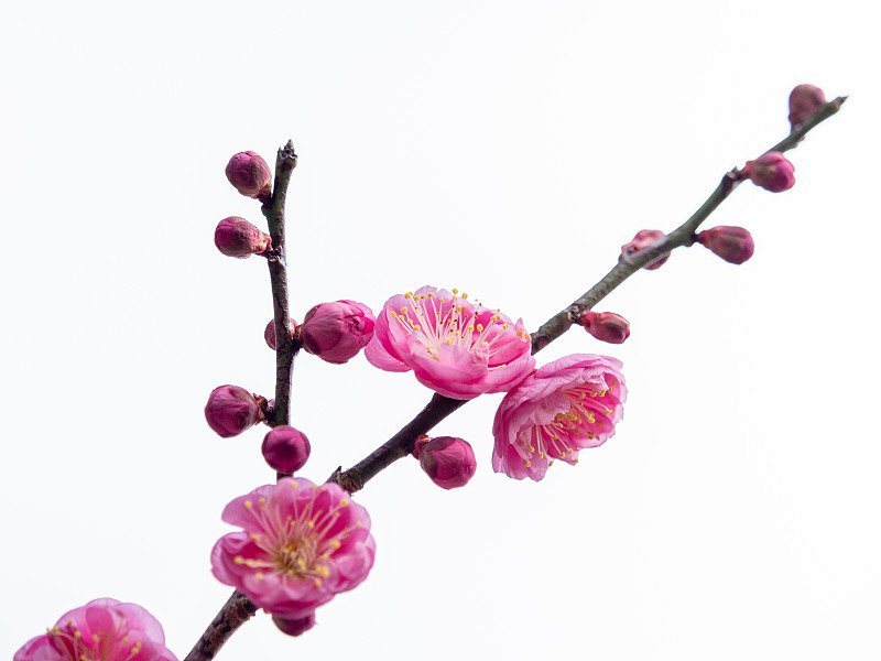 粉色的梅花开花