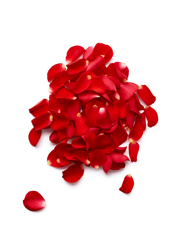 玫瑰花瓣孤立在白色背景