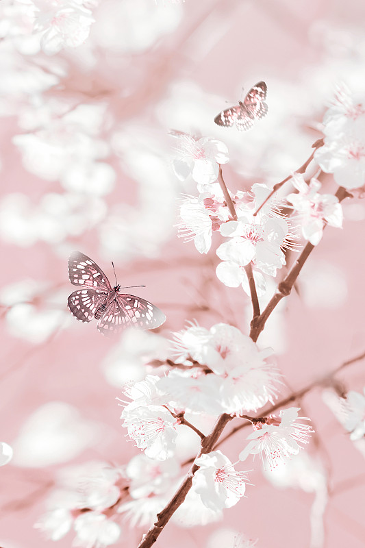 春天的自然背景。可爱的新鲜的樱花和蝴蝶在花园里。