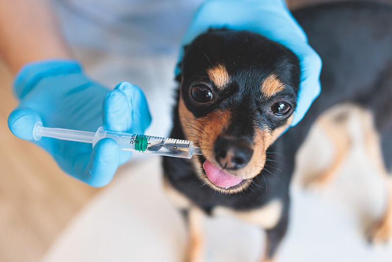 给一个药物注射的过程，一个小品种的狗与注射器，兽医兽医专家在医疗手套持有小狗给予药物补救治疗