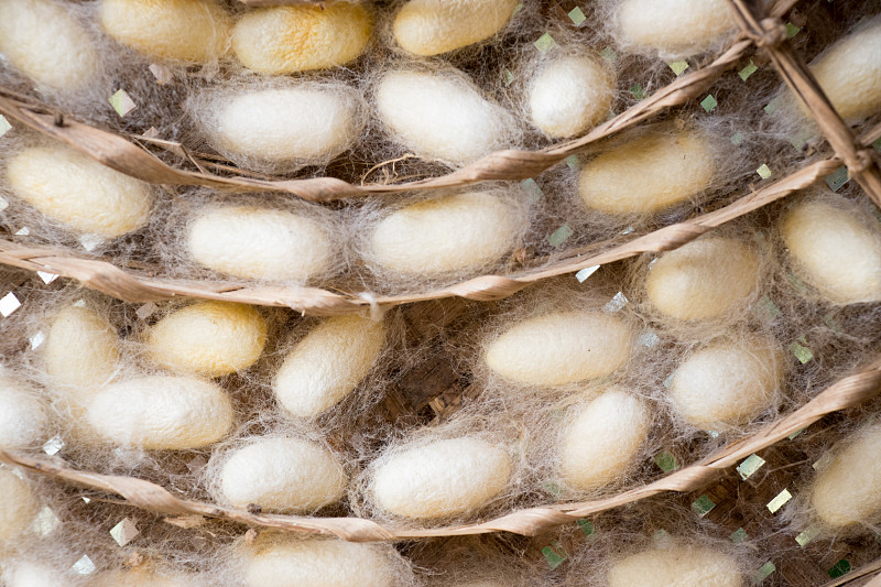 在织巢背景中群蚕白茧合拢