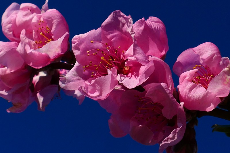 桃花盛开，周围Saint-Féliu-d'Avall, Pyrénées-Orientales
