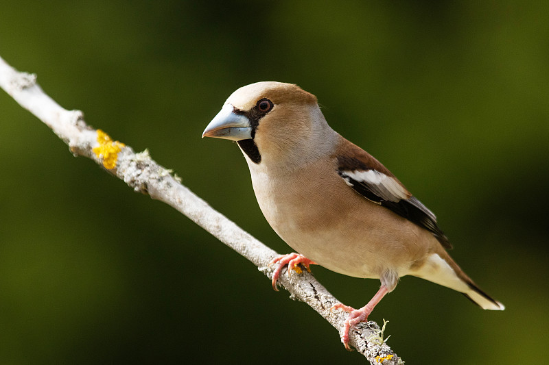 春天的一天，北方森林里，一只母斑胸草雀栖息在一根小树枝上
